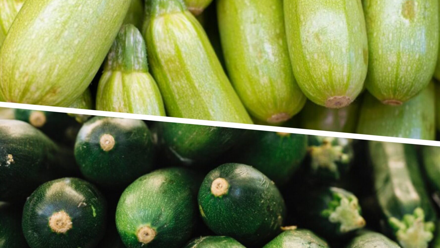 Городники розповіли, чим полити кабачки, щоб вони перестали жовтіти