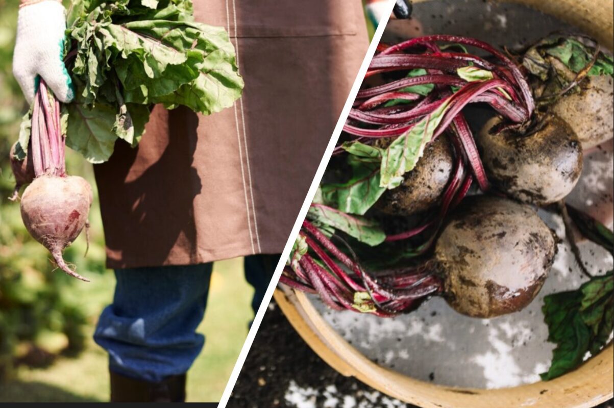 Городники розсекретили добриво, яке не можна використовувати для буряка