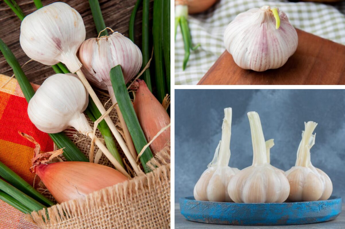 Городники розповіли, які дні сприятливі для збору врожаю часнику в серпні 2025