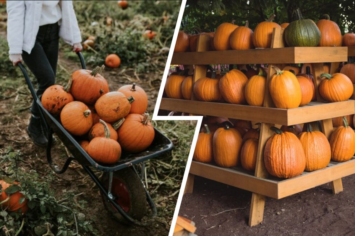 Городники розповіли, як прискорити процес дозрівання гарбузів одним способом