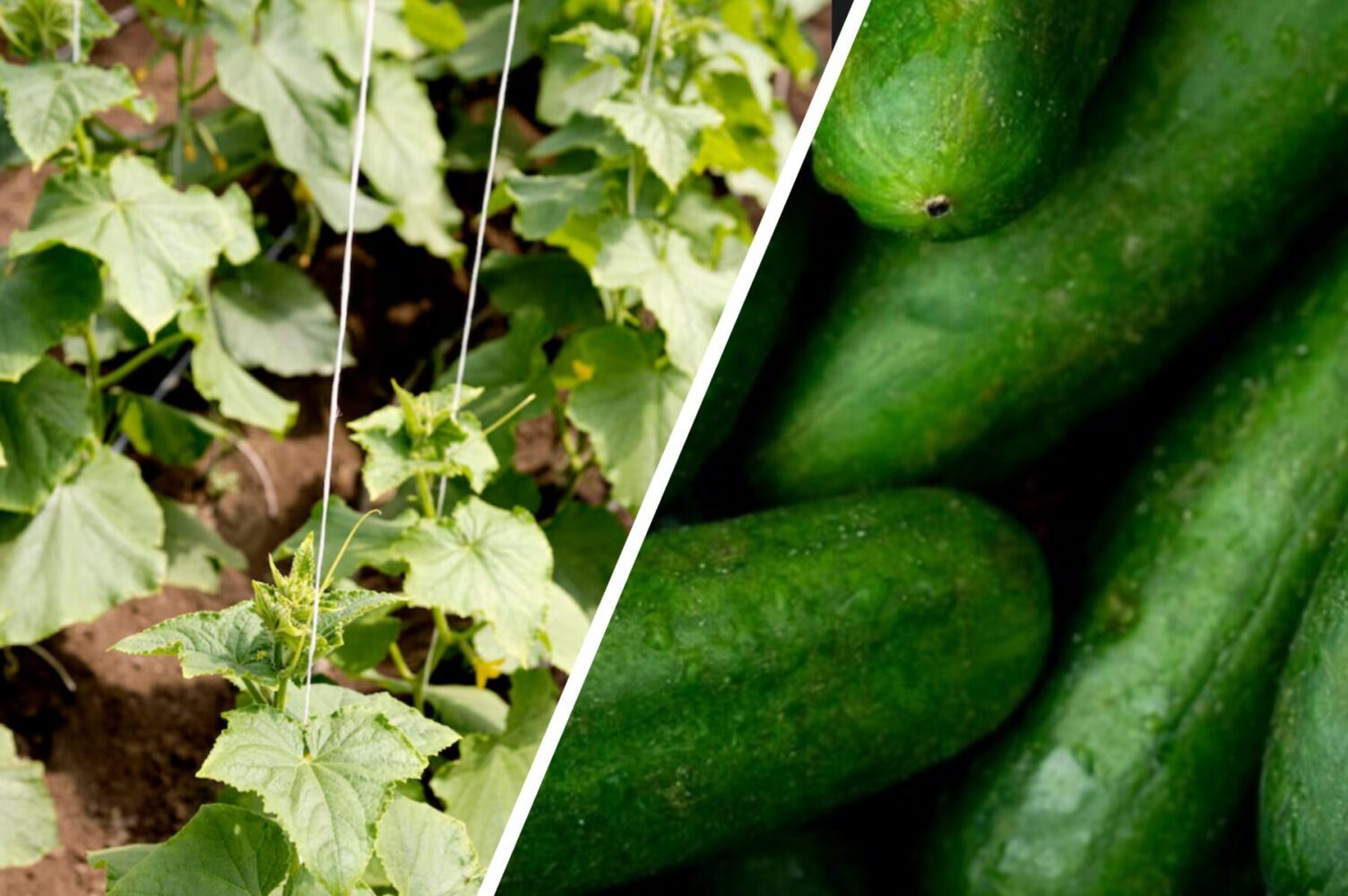 Дачники розповіли, що робити, якщо огірки почали жовтіти прямо на грядці