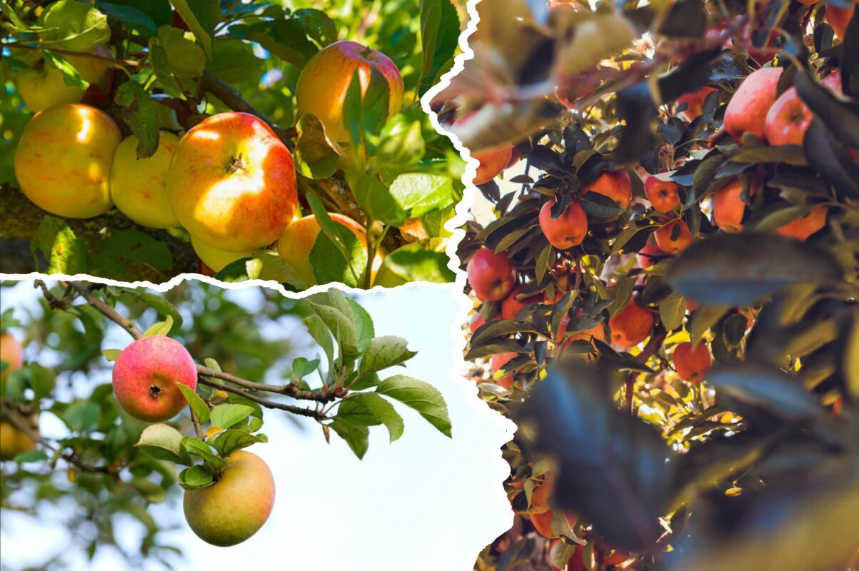 Садівники розсекретили два дієвих підживлення для яблуні – врожай буде на висоті