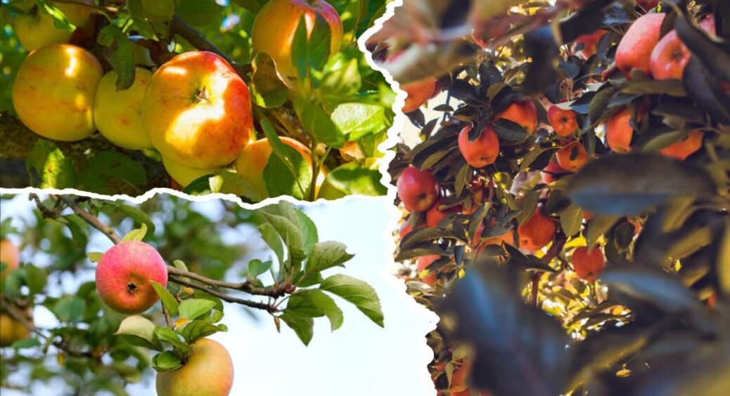 1 дерево – 6 мішків яблук: зола та ЦЕ запускає урожайність навіть у старезних яблунь 