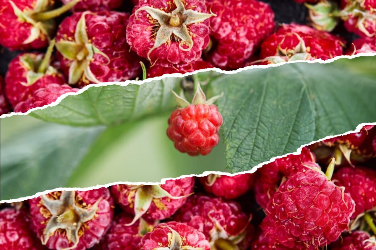 Садівники розповіли, як зробити врожай малини в наступному сезоні вдвічі більшим