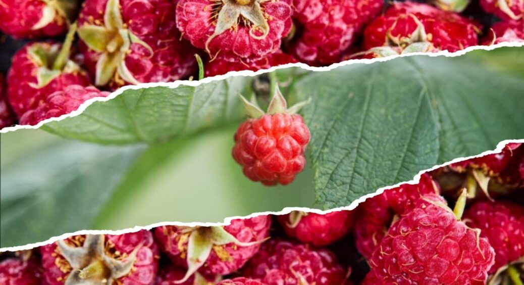 4 дії з малиною в серпні – і врожай 2026 буде “на ура”: що зробити з рослиною в кінці літа 