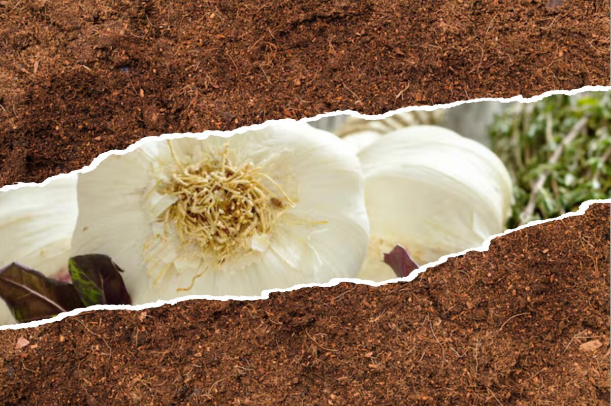Городники розповіли, що посіяти після часнику з користю для ґрунту