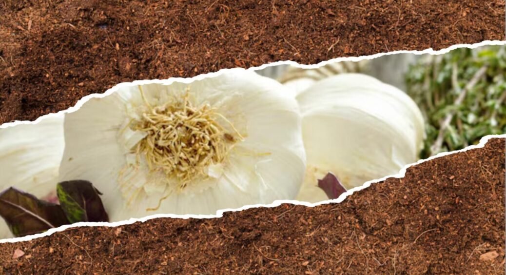 Посів після часнику – безкоштовне добриво 2025: підгледів у бувалого фермера-киянина 