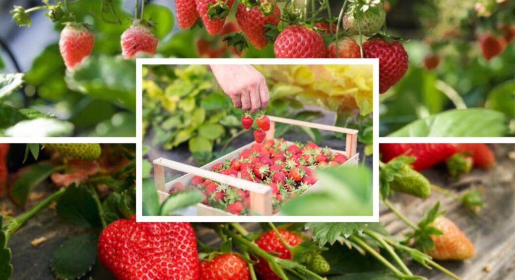 Садимо полуницю на початку серпня: секрет урожаю по 1 кг з 1 кв. м – метод агрономів 