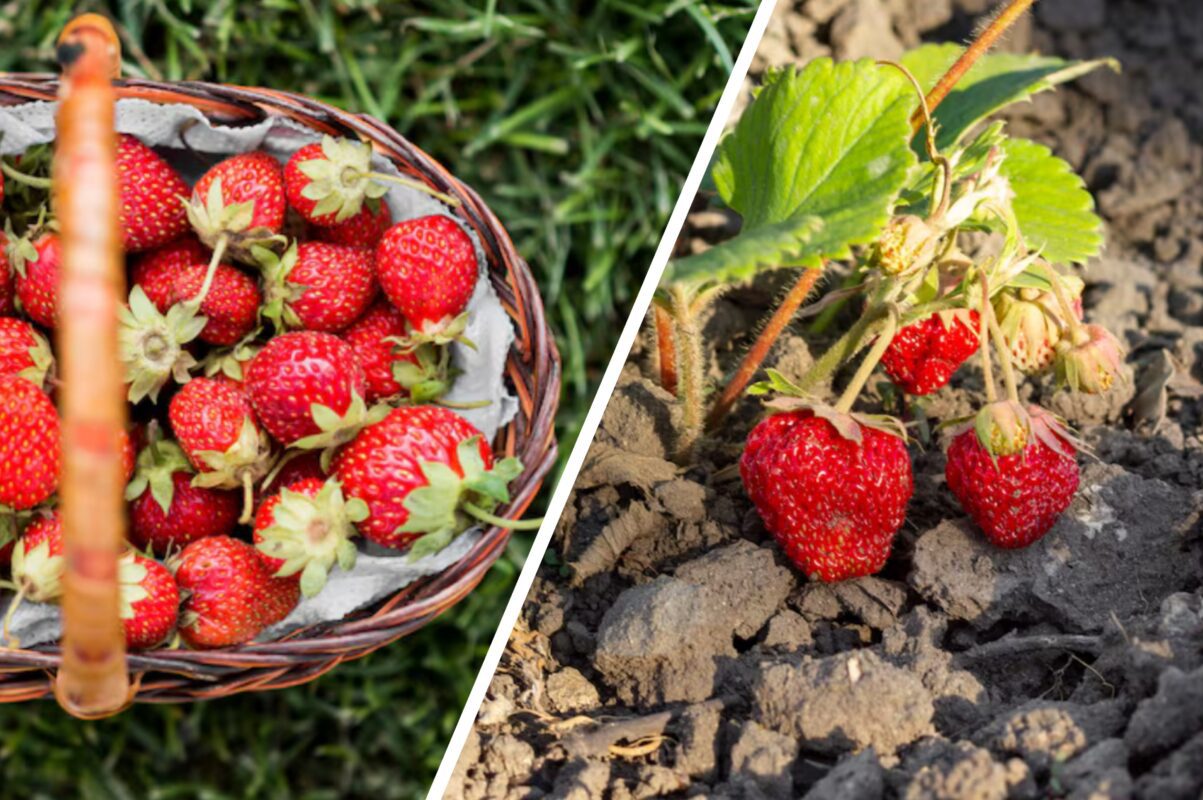 Агроном розповів, як правильно підготувати полуницю до зими