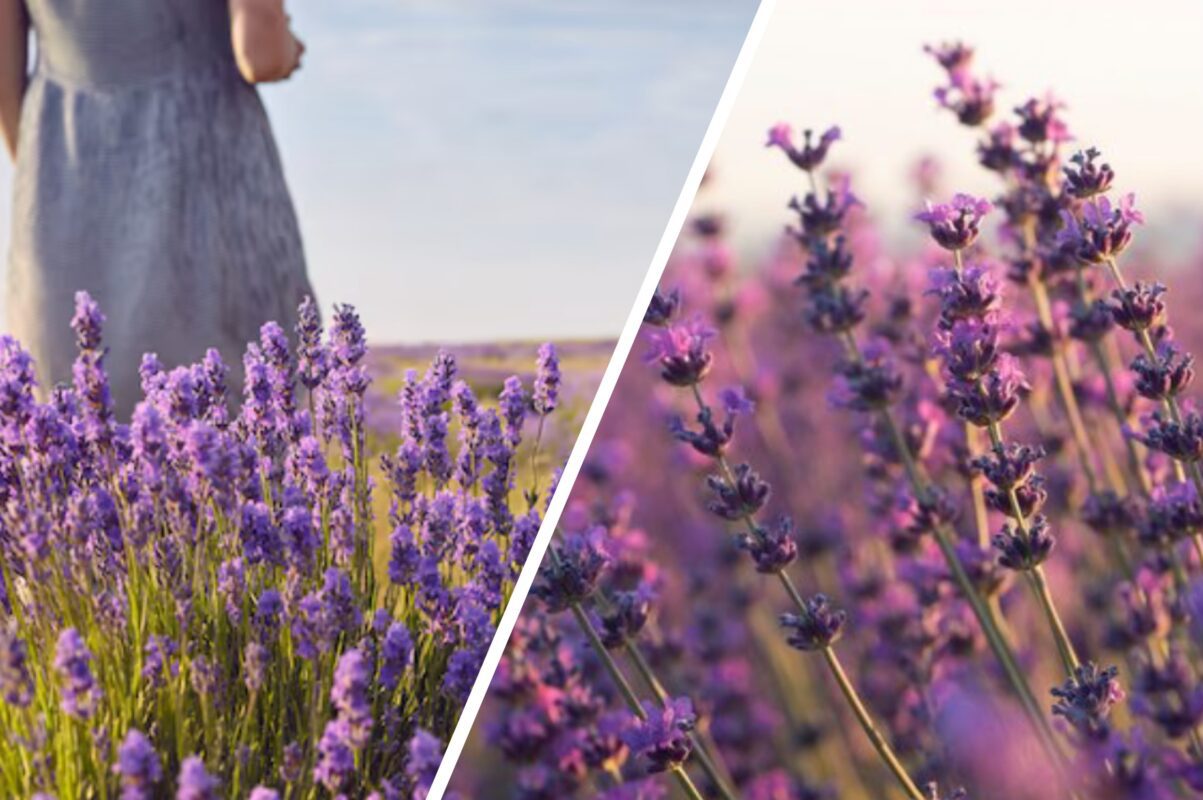 Садівники розповіли, що зробити з лавандою в серпні, щоб вона цвіла ще пишніше