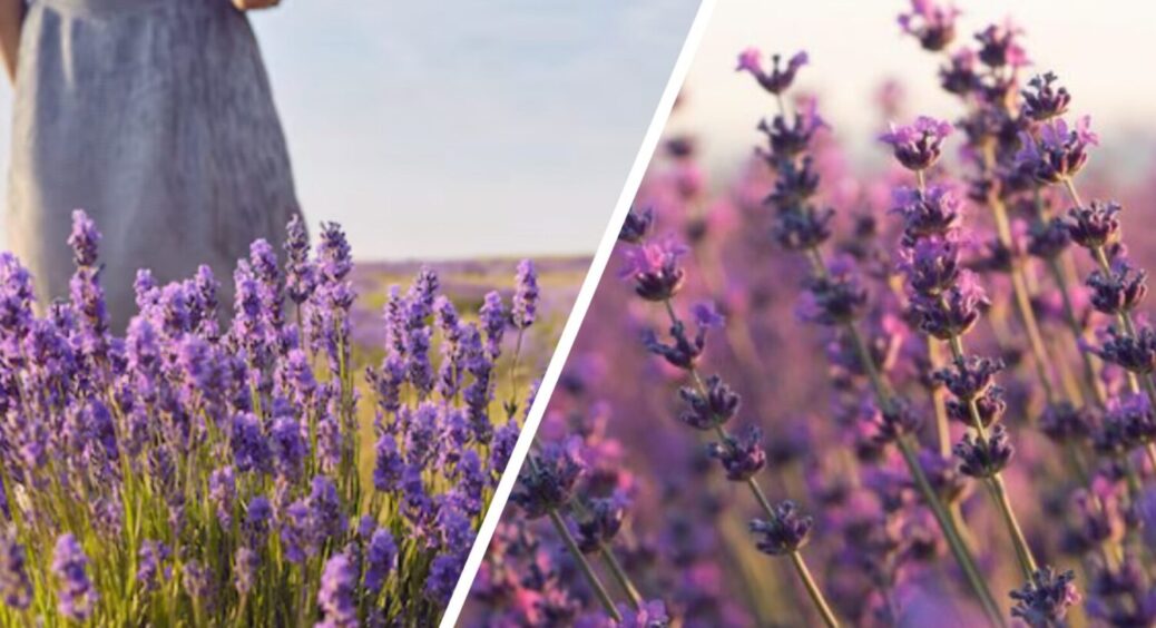 1 дія з лавандою – і цвіт на весь сад: що зробити з рослиною в серпні 2025 – важливий момент 