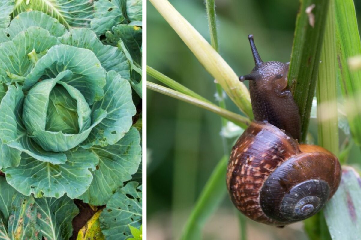 Городники розповіли, як прибрати слимаків із капусти – врожай буде цілим