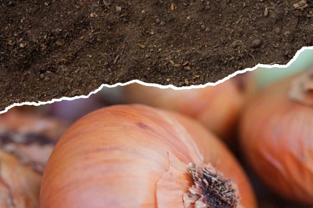 Дачники розповіли, що посіяти після цибулі – найкращі сидерати