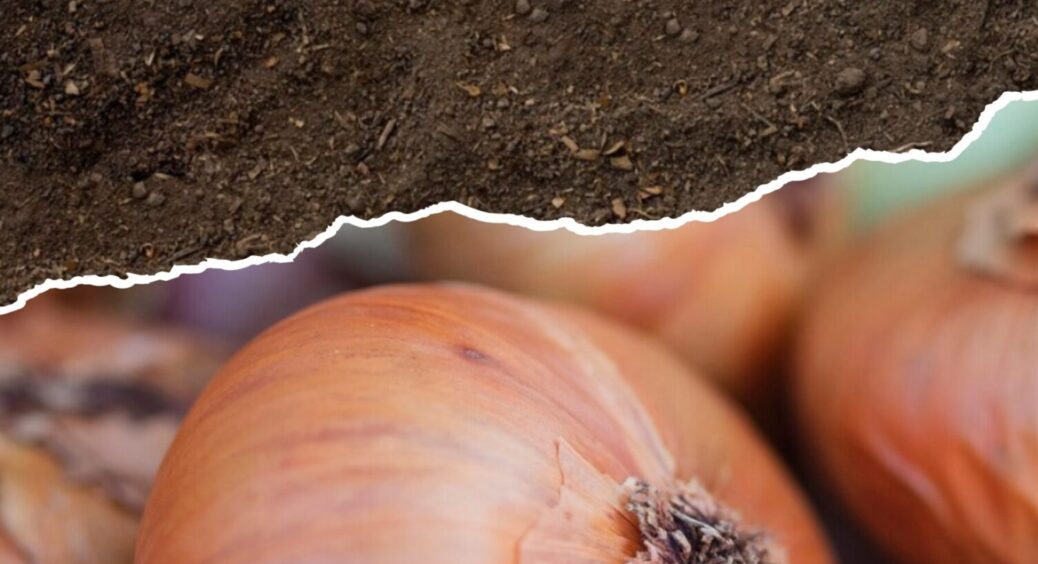 Посадіть ці 6 сидератів в серпні після цибулі: ґрунт буде родючим, а врожай рекордним 