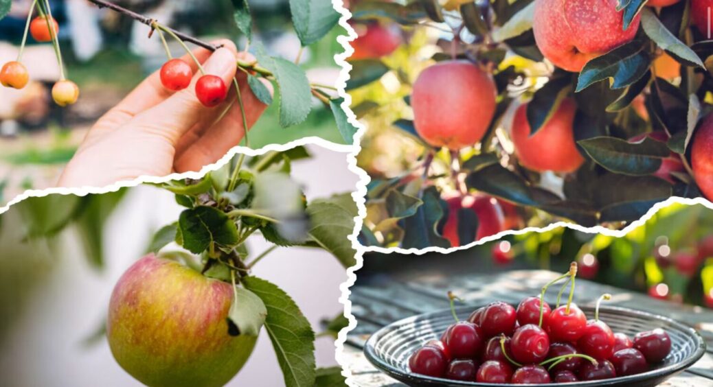 Яблуня + вишня – і це добриво 2в1: чим підживити обидва дерева вже восени 2025 