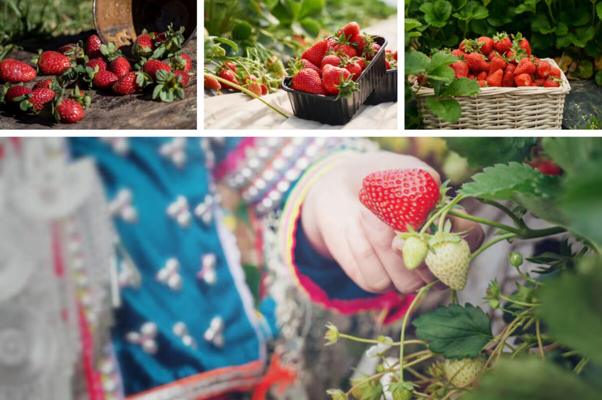 Садівники розповіли, як позбутись сірої гнилі на полуниці – один дієвий спосіб