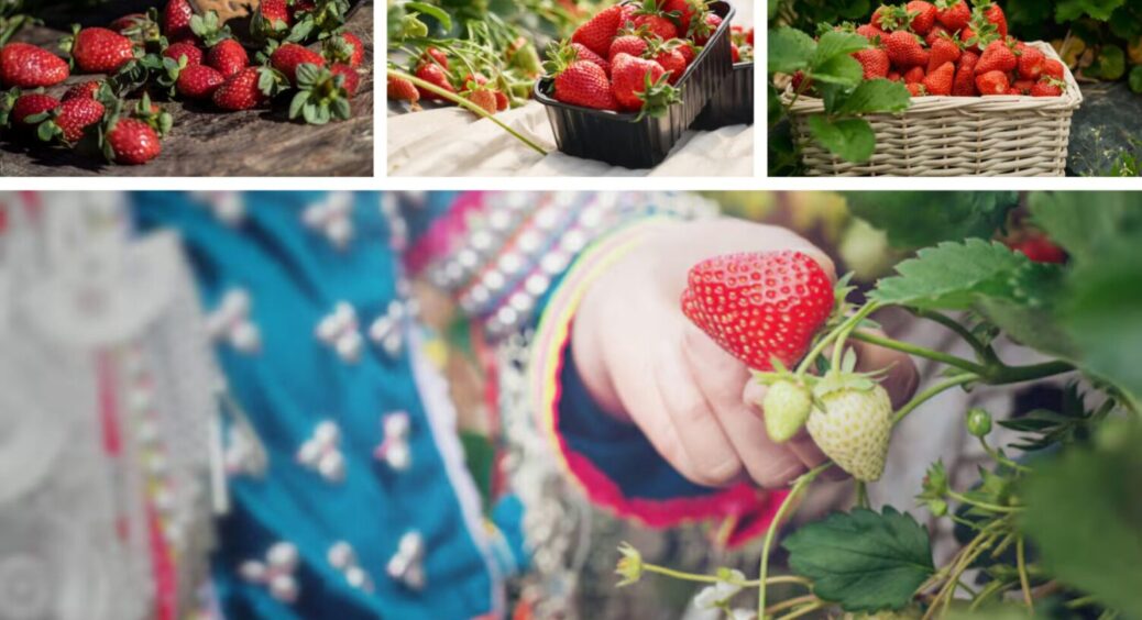 1 продукт в ґрунт – і сіра гниль зникне: як врятувати врожай полуниці і отримати солодкі ягоди 