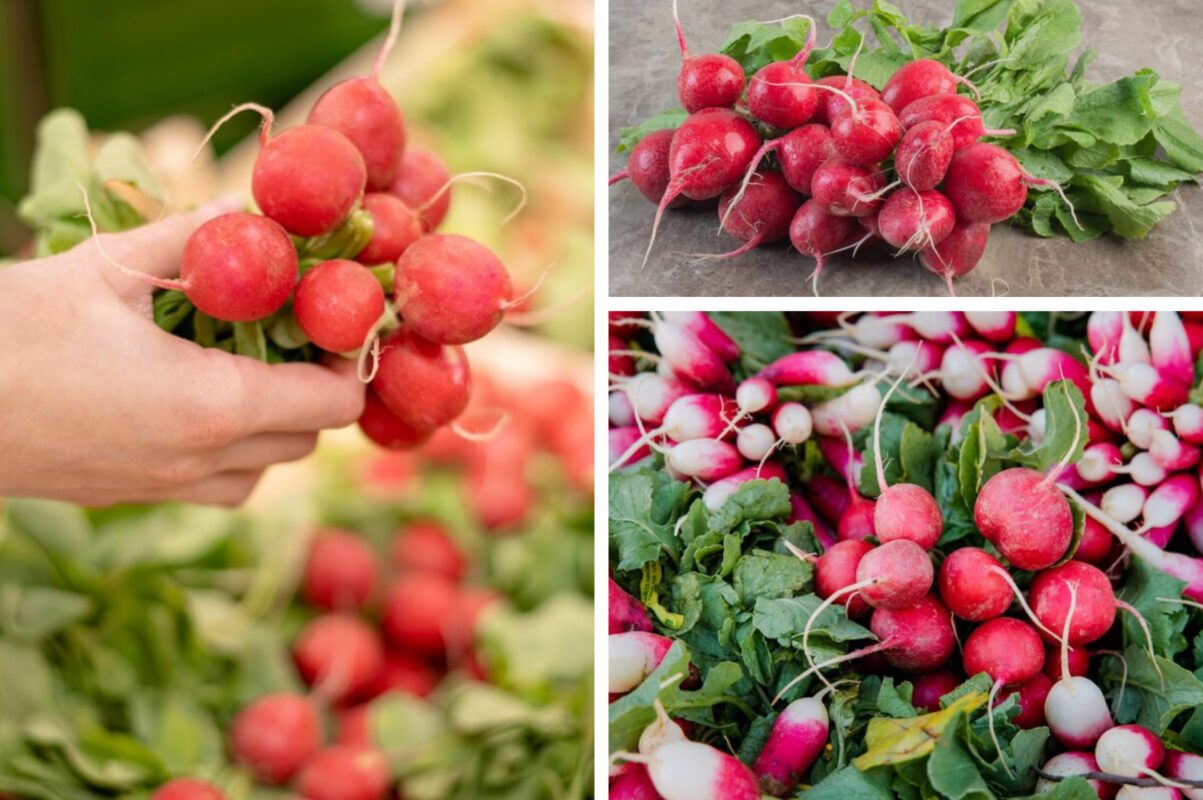 Городники розповіли, як посадити редиску в серпні, щоб отримати врожай у вересні