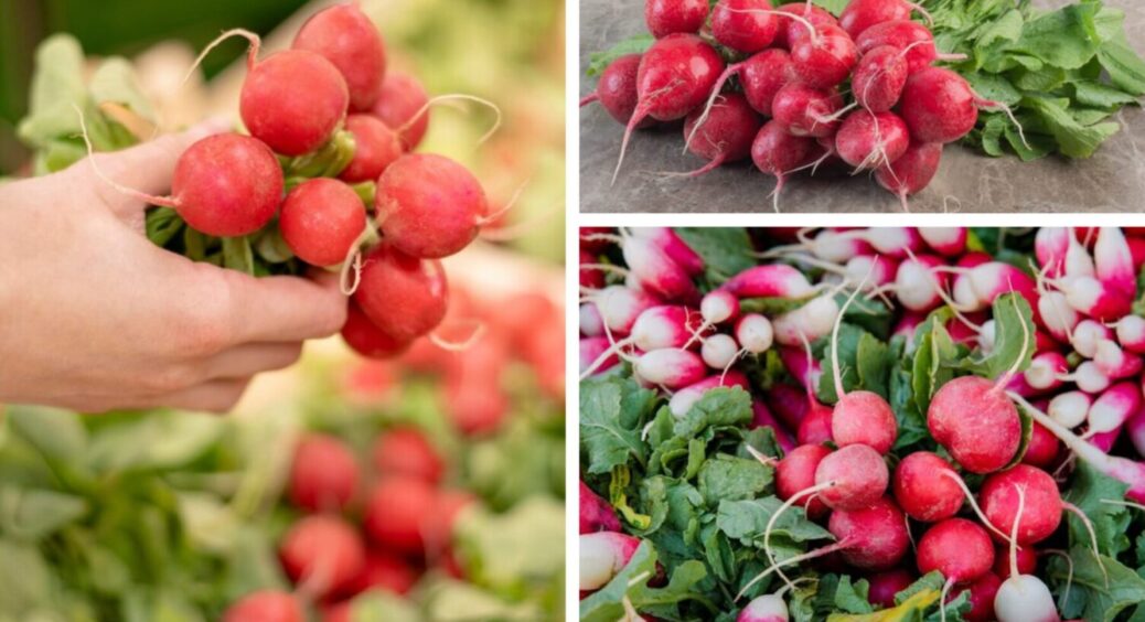 Саджаю в серпні, смакую у вересні: як правильно садити редиску в кінці літа 2025 