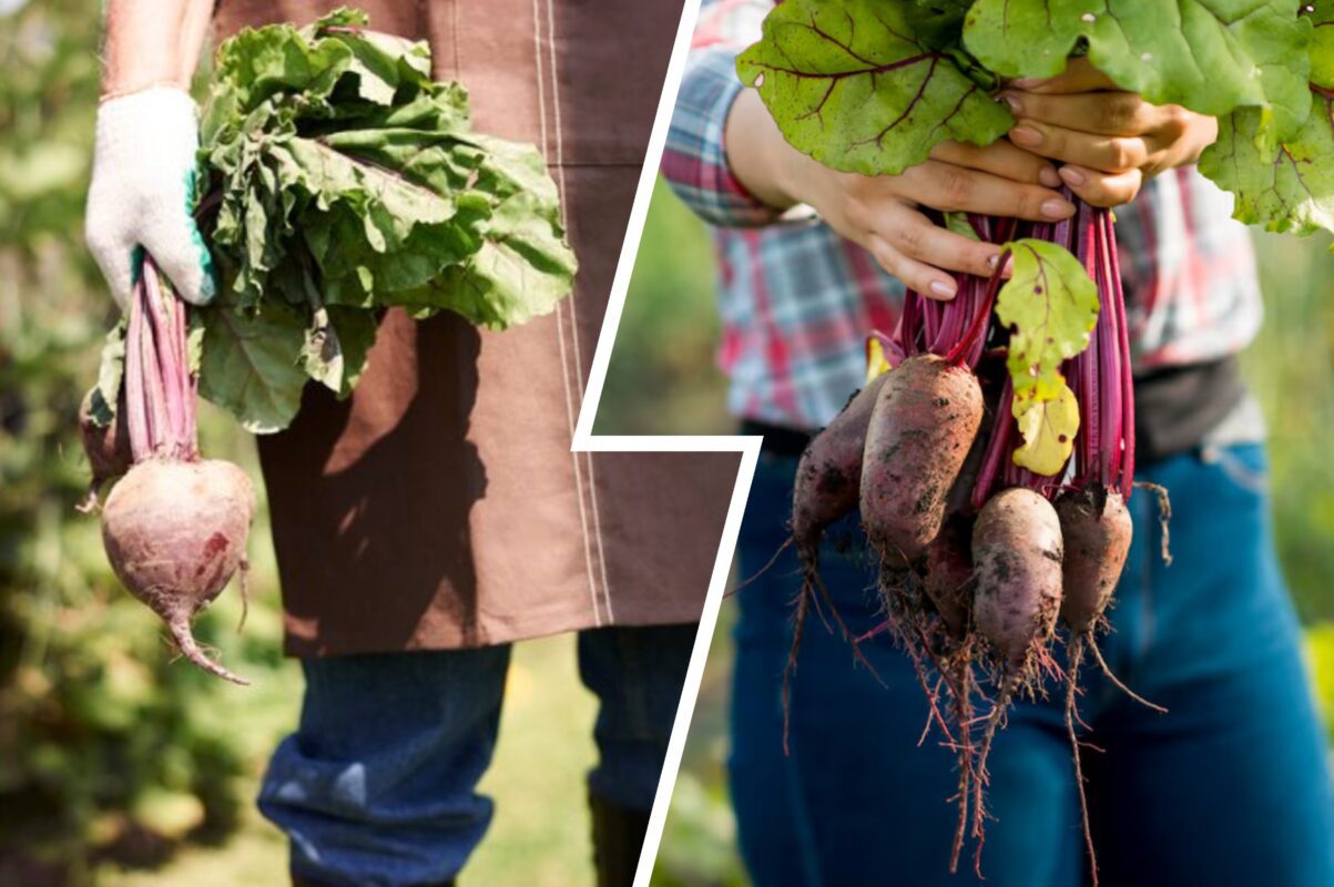 Садівники пояснили, що саме варто класти під кожен кущ буряка від шкідників