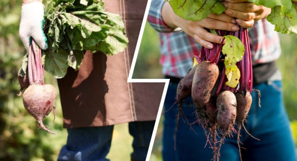 Врожай завжди рекордний – плоди солодкі, як мед: посадіть ці 2 сорти буряка – best of the best 