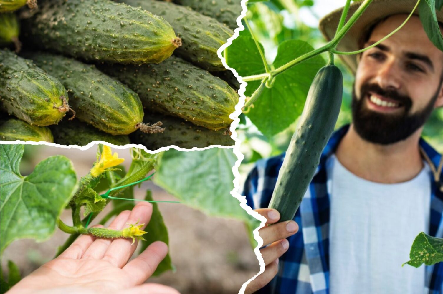 Городники розповіли, що робити, якщо огірки почали засихати прямо на ділянці