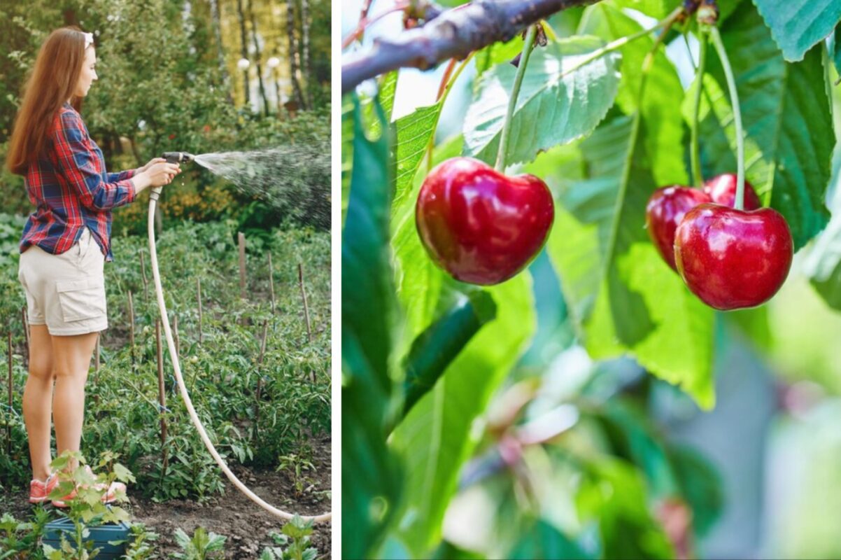 Садівники розсекретили найкраще добриво для вишні – врожай на максимум
