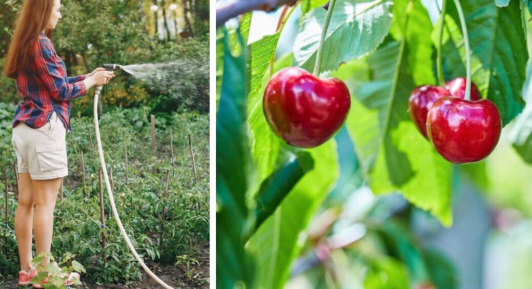 1 продукт під дерево – й вишня вродить на славу: в чому секрет солодкого врожаю 
