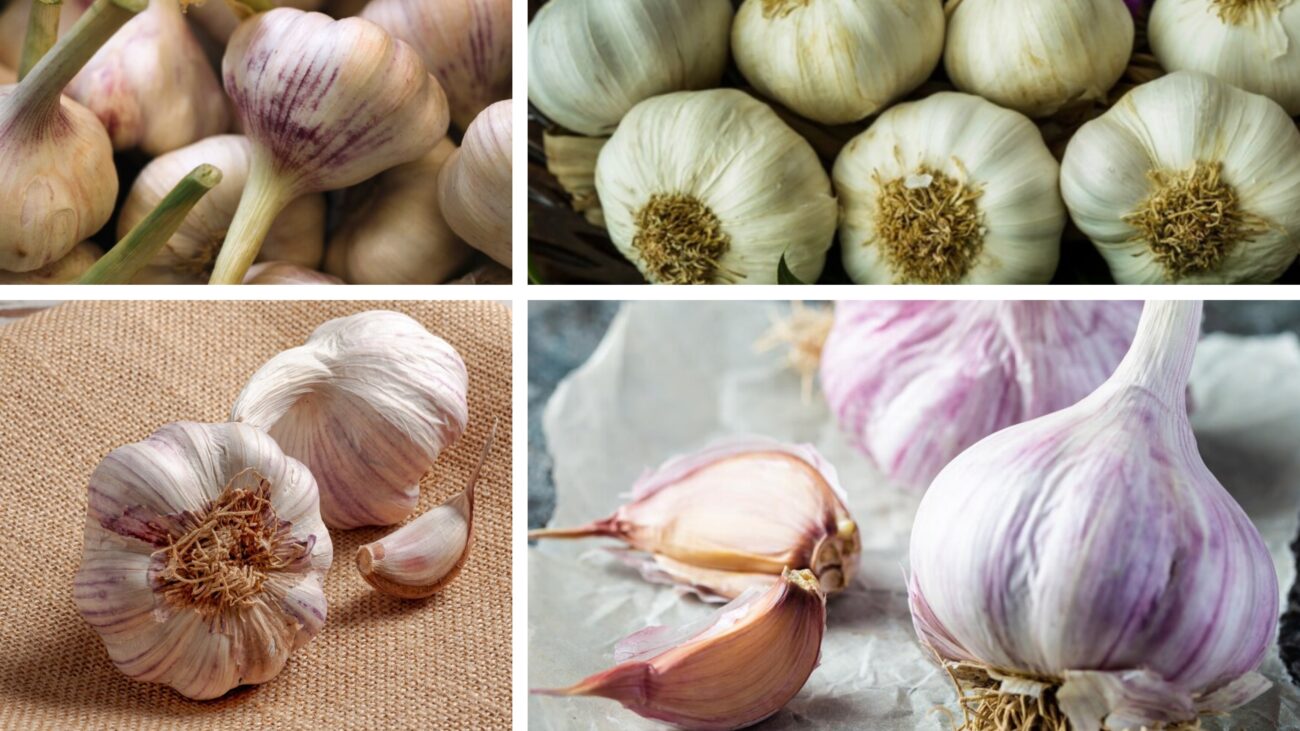 Городники розповіли, чим треба підживити озимий часник прямо зараз