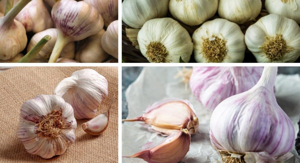Дозріє втричі швидше і щедріше: чим підживити озимий часник до 19 серпня 