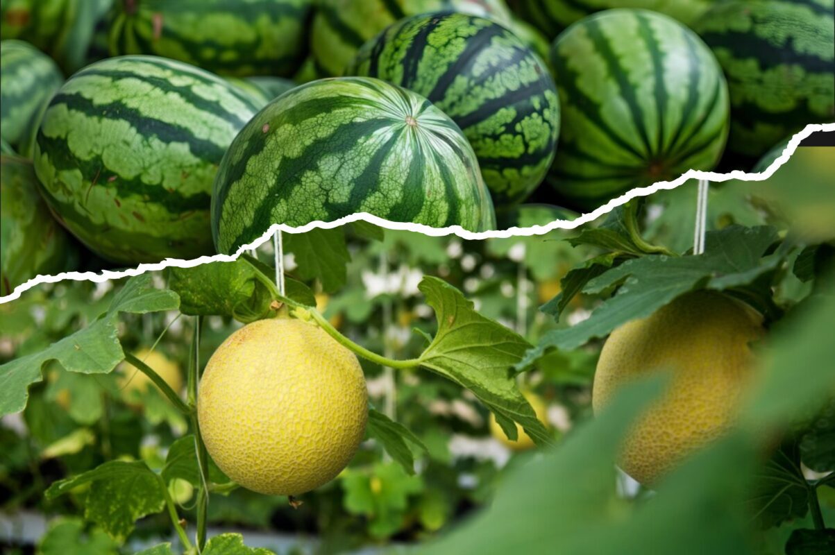 Агроном розповів, коли збирати кавуни та дині у 2025-у 