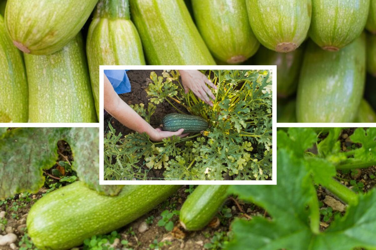 Городники розповіли, як отримати якісний та смачний врожай кабачків
