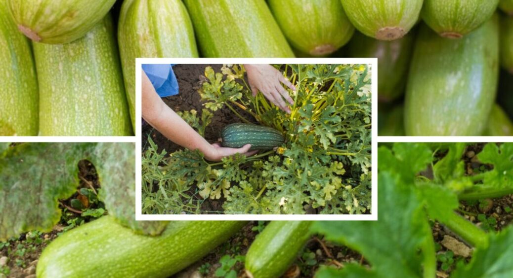 Якщо кабачки ростуть неправильної форми – одразу поливайте цим: 7 днів, і вони випрямляються 