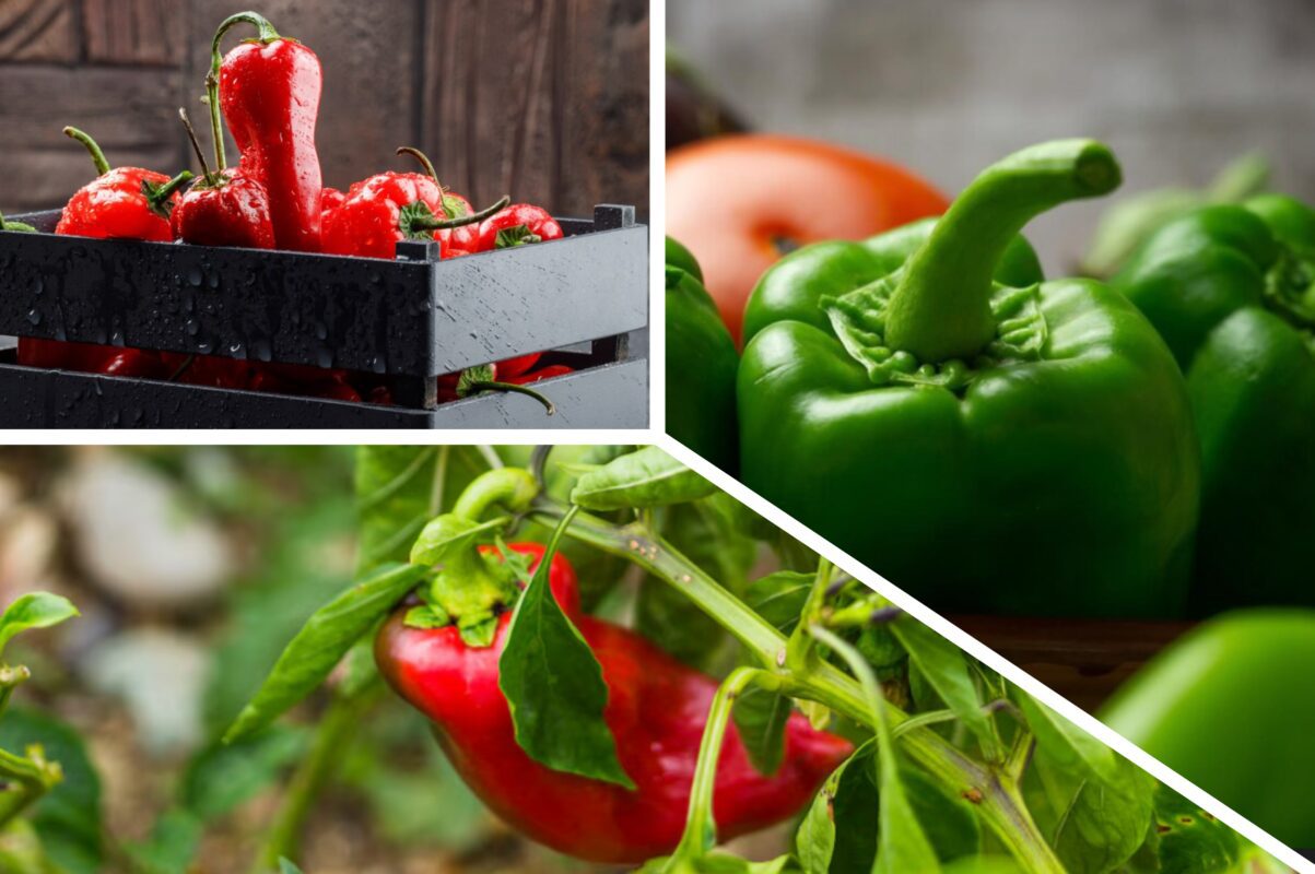 Дачники розсекретили найкраще добриво для перцю в серпні – врожай буде рясним