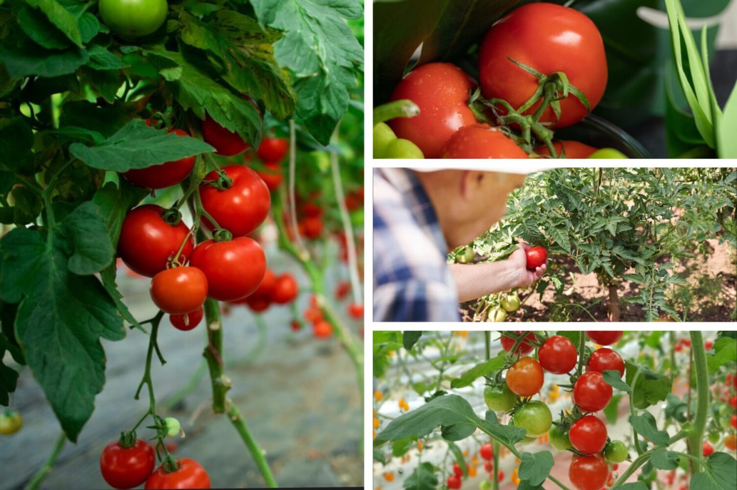 Городники розповіли, чим підживити помідори в серпні для щедрого врожаю