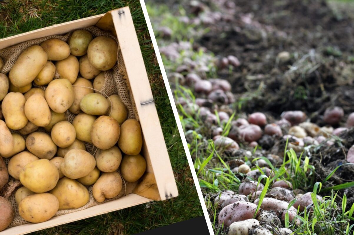 Городники розповіли, як правильно зберігати картоплю, щоб пролежала більше року