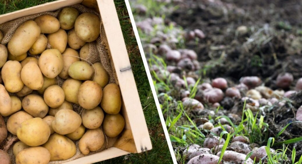 Пролежить понад 365 днів, і більше: 3 моменти, щоб картопля зберігалась рік як мінімум 