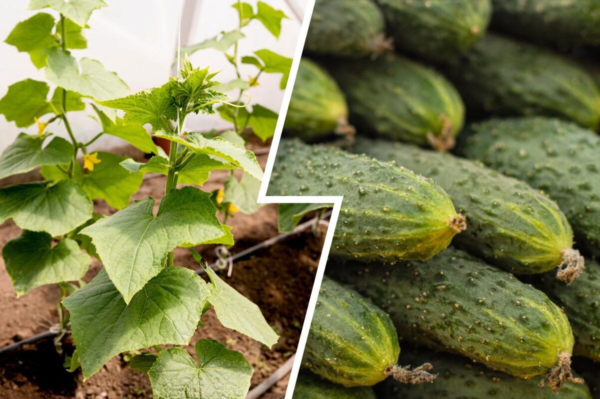 Дачники розповіли рецепт підгодівлі, яка подвоїть ваш врожай огірків у 2025-му