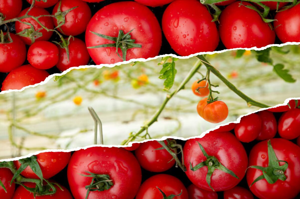 Агроном розповів, як збирати зелені томати для дозрівання