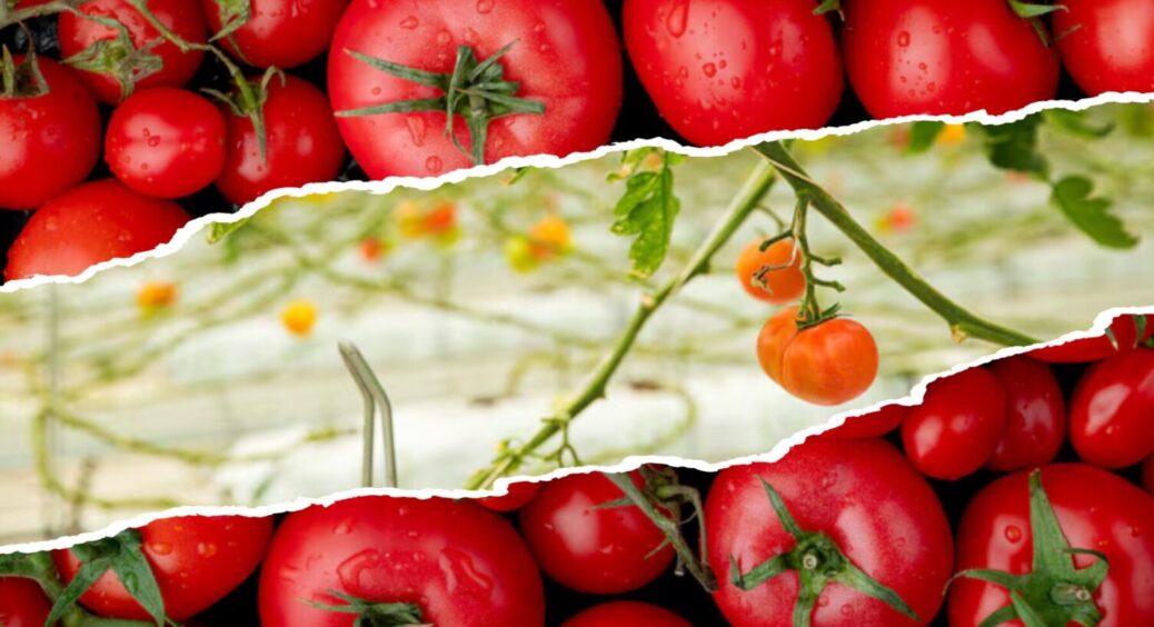 Якщо на листі томатів жовті плями – знайомтесь, кладоспоріоз. Що кажуть робити агрономи? 