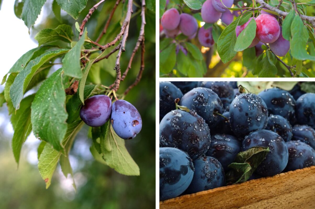 Садівники розповіли, як збільшити урожайність сливи