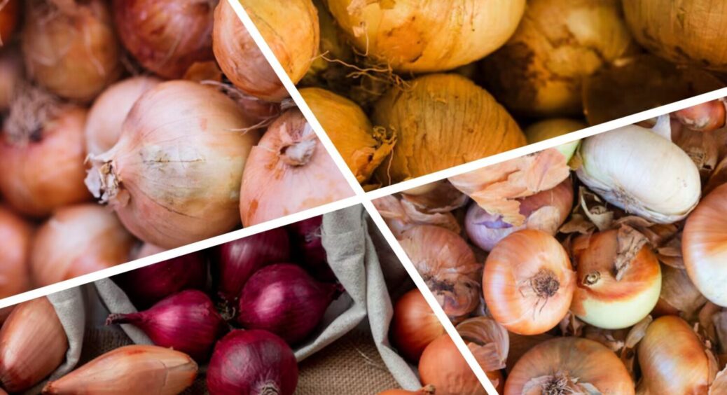 У вересні, жовтні й листопаді саме час! Найсприятливіші дати для посадки озимої цибулі 2025 