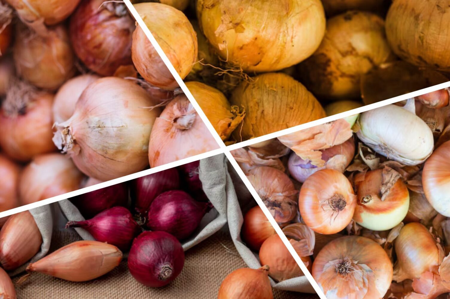 Городники назвали сприятливі дати для посадки озимої цибулі восени 2025