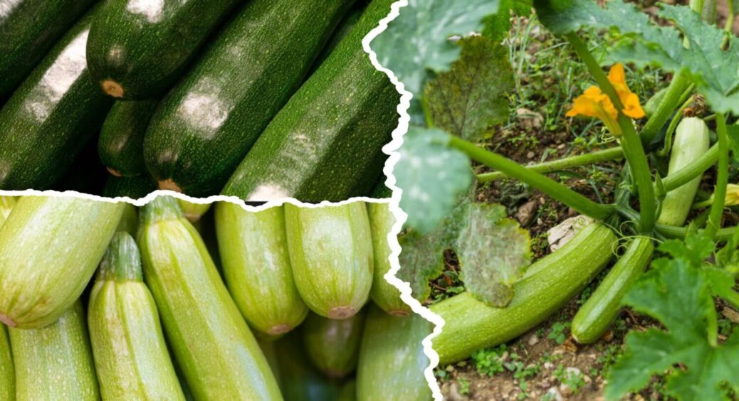 100 г на 10 л води – і весь город в кабачках: ось, що вношу під кущі – без врожаю не лишаюсь 