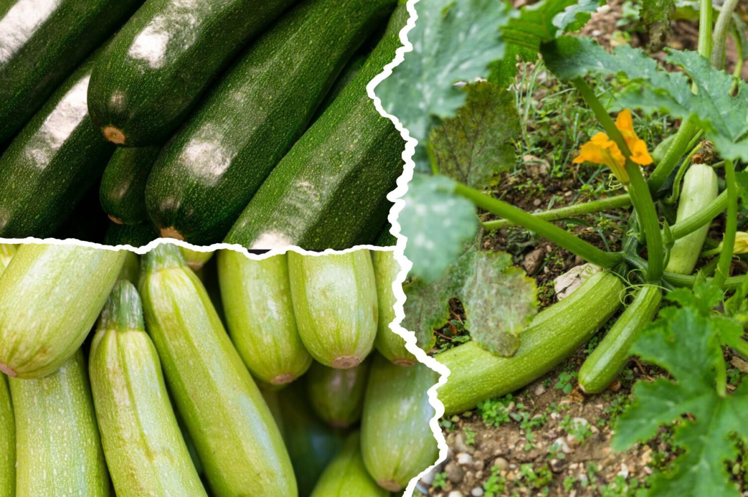 Експерт розповів, як правильно зберігати кабачки