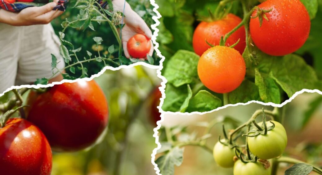 Після дощу – 1 обробка: на томати не береться фітофтора у 10 з 10 випадків – досвід городників 