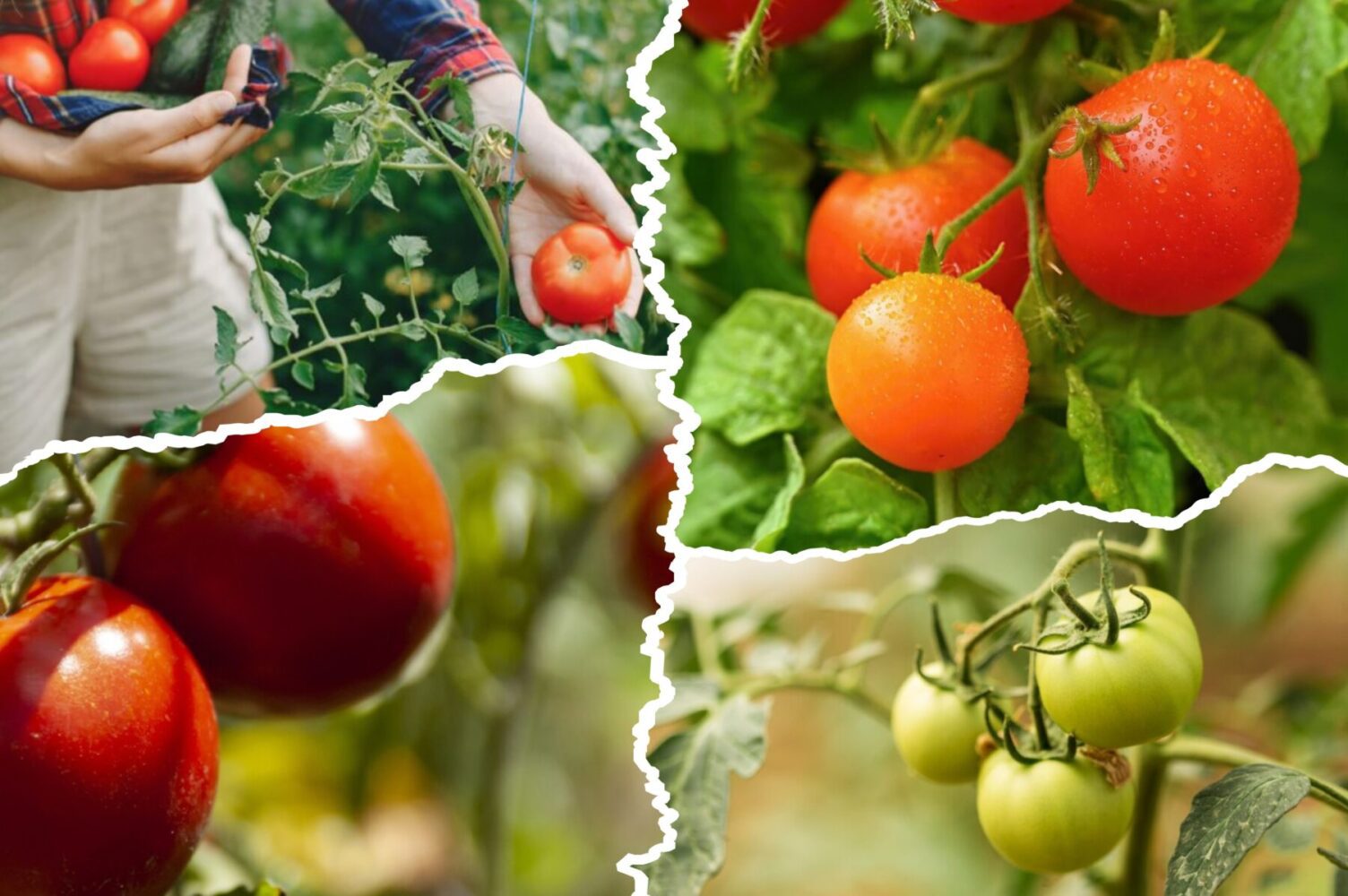 Городники розповіли, як прибрати фітофтору з помідорів однією дією