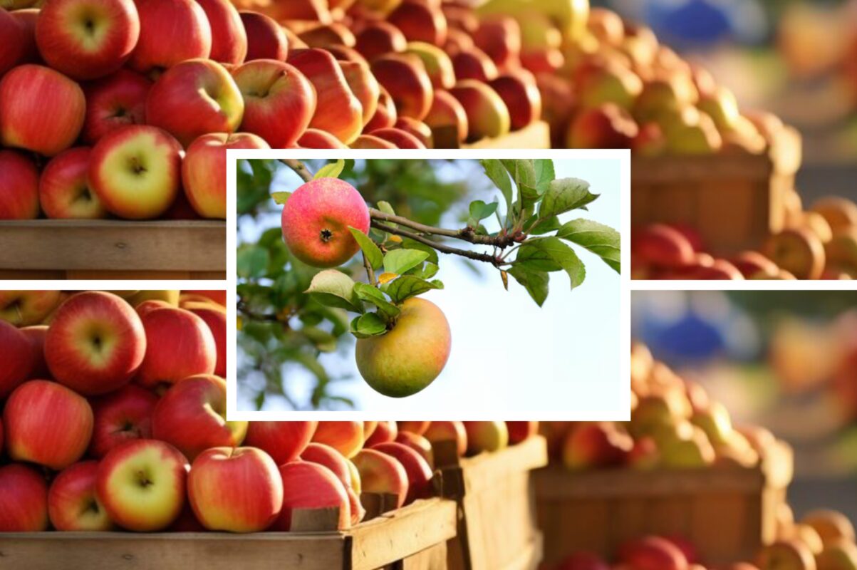 Садівники розповіли, як правильно обрізати яблуню влітку 2025