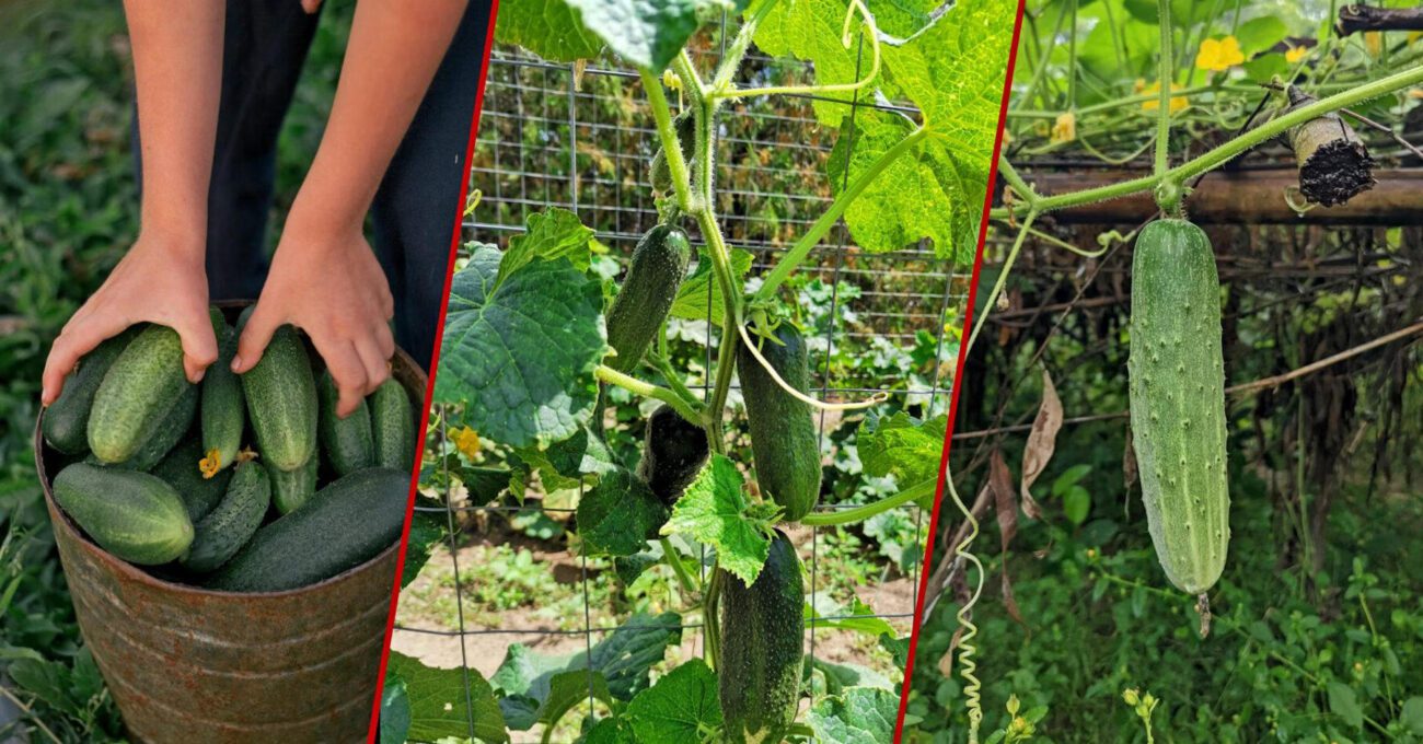 Овочівники назвали найкраще добриво для огірків замість дріжджів та компосту