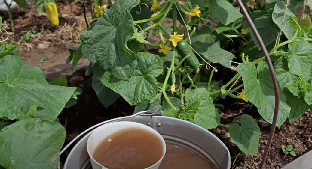 10 г на 10 літрів води у вересні 2025. В усіх борошниста роса, а в нас – море солодких огірків 